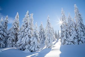 Winterlandschaft "Wintermärchen" von Coen Weesjes