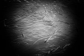 Schwarm von Streifenbarschen im Wasser (schwarz-weiß)