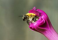 Akkerhommel