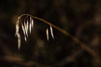 Grass detail in Italy