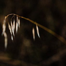Grasdetail in Italie van Danna van Daal
