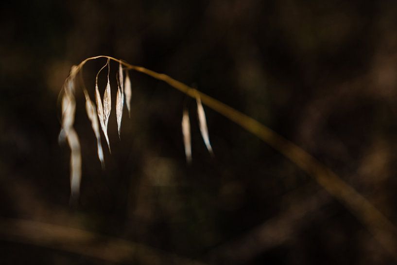 Détail de l'herbe en Italie par Danna van Daal