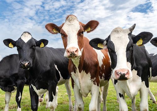 Drie koeien in het weiland