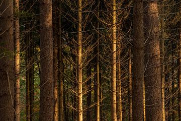 Veluwe - Recht zoals die gaat van Frank Smit Fotografie