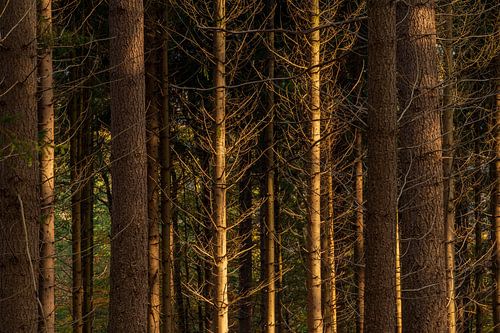 Veluwe - Tout droit