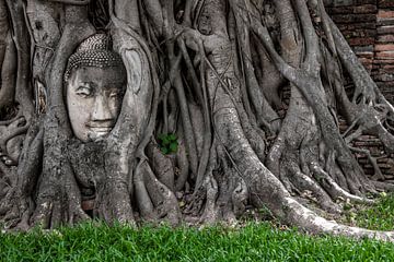 Boeddha hoofd tussen de boomwortels bij Wat Phra Mahathat, Ayyuthaya (Thailand) van Femke Ketelaar