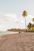 Romantische Küstenlinie und Strand mit Palmen und einem Surfbrett | Brasilien | Reisefotografie