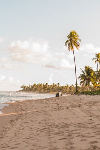 Romantic coastline and beach with palm trees and a surfboard | Brazil | travel photography
