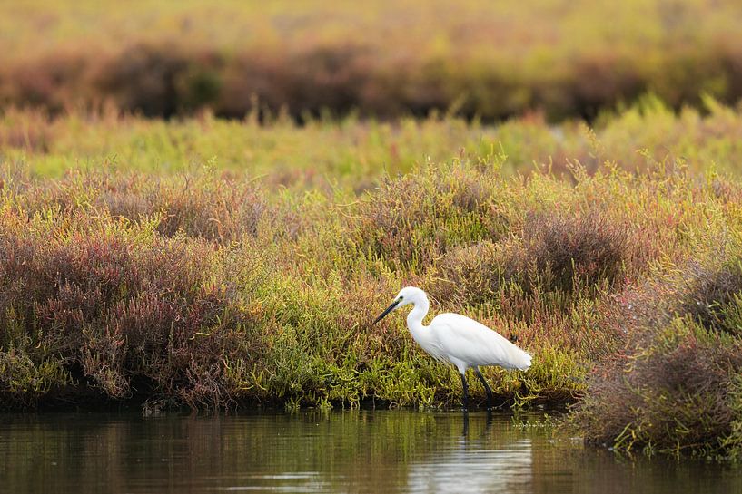 A little egret forages in the marsh by OCEANVOLTA