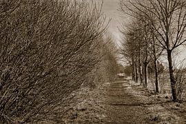 A path at the edge of the forest in sepia by Miny'S