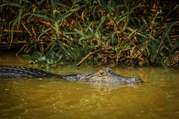 Herumlungernder Kaiman im Wasser