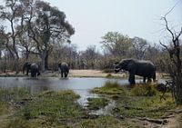 Elephants in Botswana
