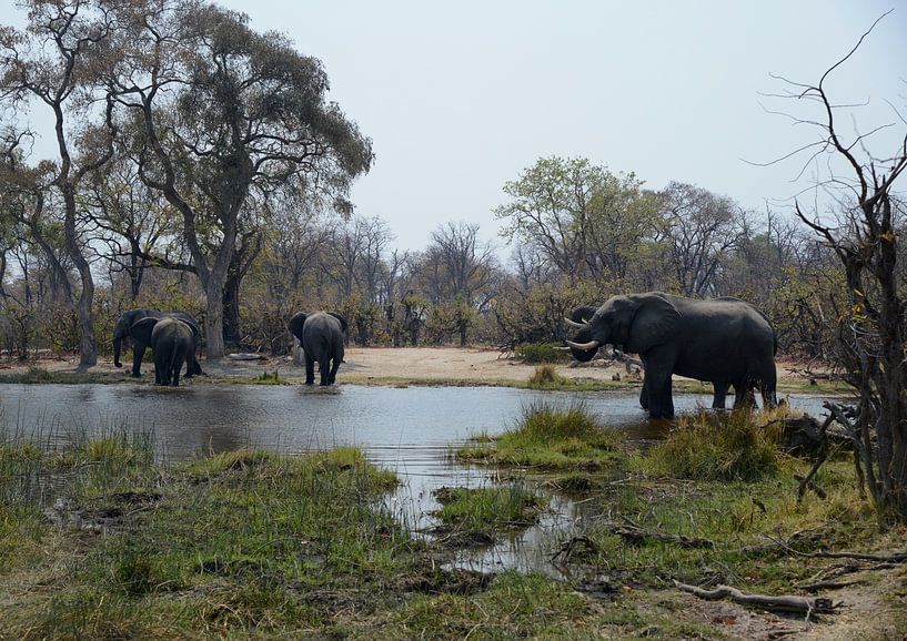 Elephants in Botswana by Mario van Loon