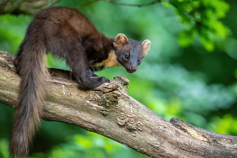 Baummarder im Abendlicht von Harry Punter