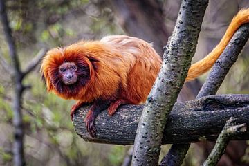 Lion Monkey by Rob Boon