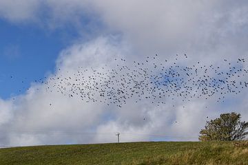 Een zwerm vogels in de herfst van Claude Laprise