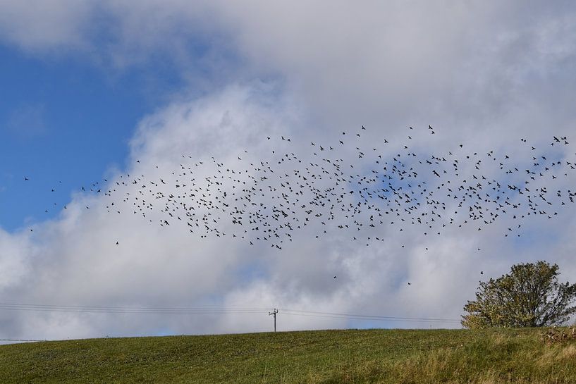 Ein Vogelschwarm im Herbst von Claude Laprise