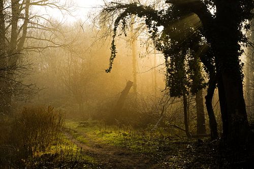 nebel-sonne-bäume von foto's van gijs