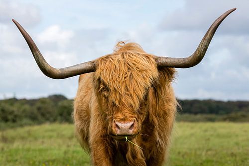 Portrait d'un Highlander écossais