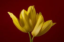Together in burgundy red: Two yellow tulips by Marjolijn van den Berg