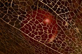 Gefangen in einem goldenen Käfig