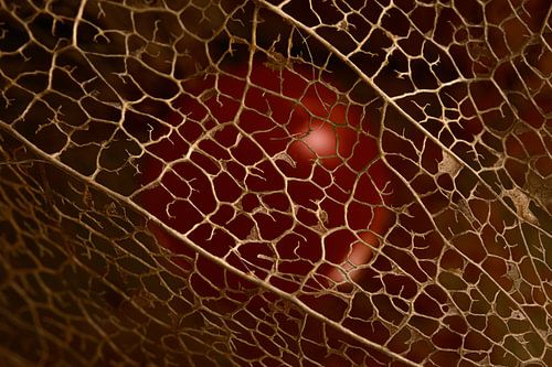 Gevangen in een gouden kooi