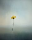 Bloem, minimalisme in pastelkleuren van Studio Allee thumbnail