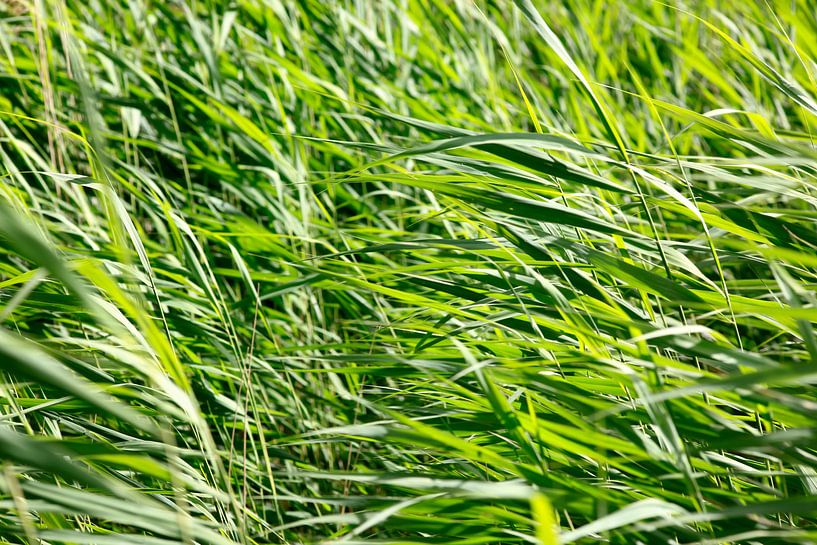 Reeds by Thomas Jäger