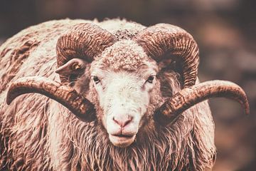 Sheep with horn by Miranda Heemskerk
