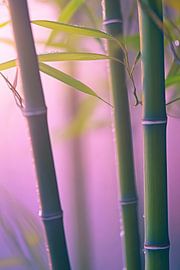 Bambusstämme im sanften Licht von Poster Art Shop
