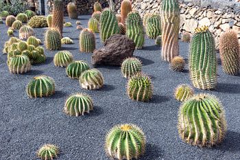 Différentes espèces de cactus sur l'île canarienne de Lanzarote