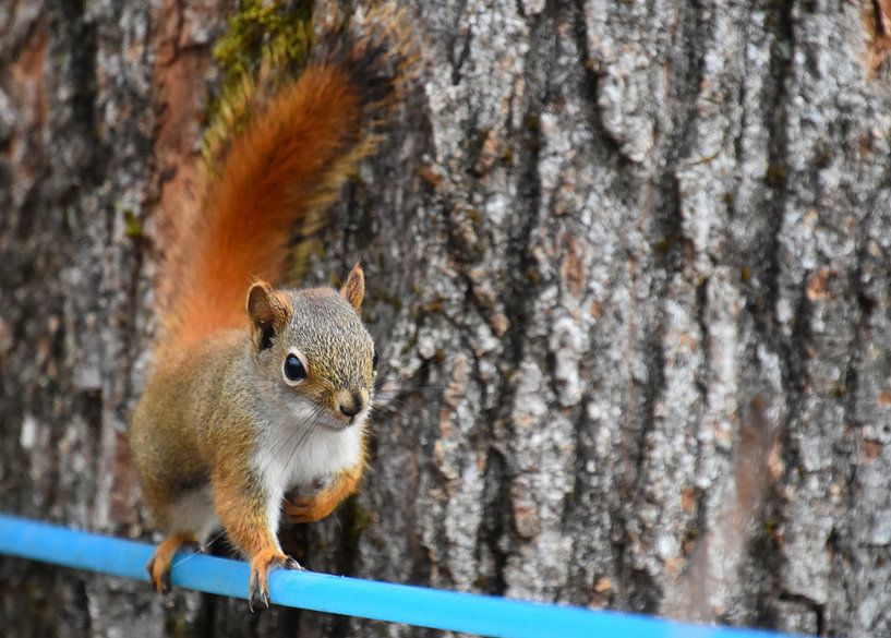 A red squirrel near the maple forest by Claude Laprise