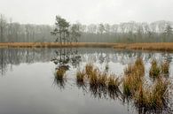 Foggy pond by Johan Vanbockryck thumbnail