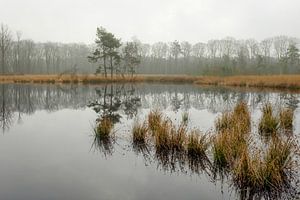 Nebliger Teich von Johan Vanbockryck