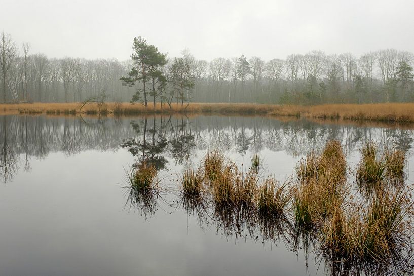 Foggy pond by Johan Vanbockryck