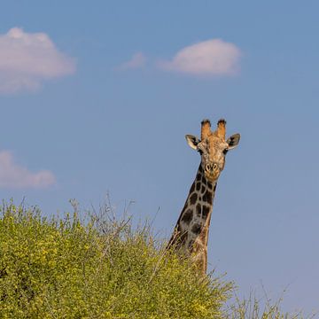 La girafe jette un coup d'œil sur Omega Fotografie