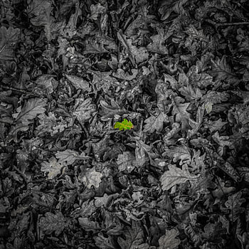 A lonely leaf