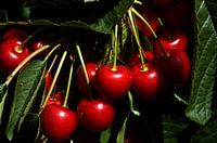 kersen aan de boom 6