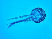 Méduse en eau libre