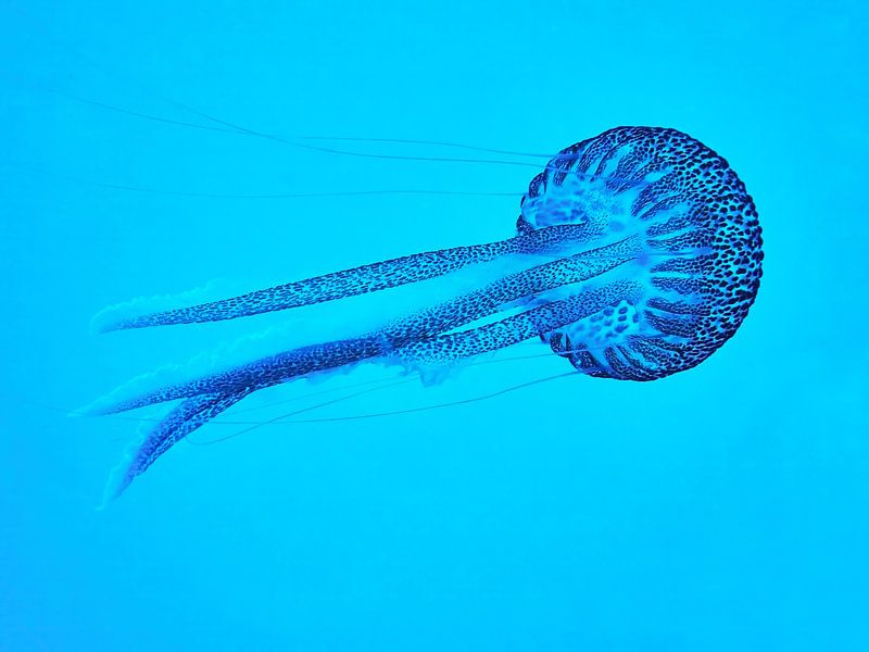 Méduse en eau libre par Martin Opladen