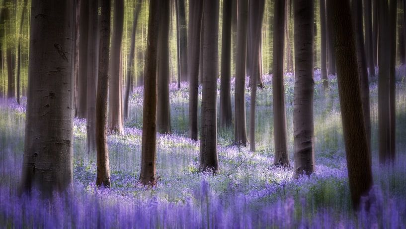 Forêt de rêve par Jeroen Linnenkamp