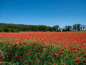 Mohnblumenfeld blüht in der Landschaft