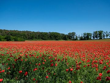 Een veld klaprozen bloeit in het landschap van Animaflora PicsStock