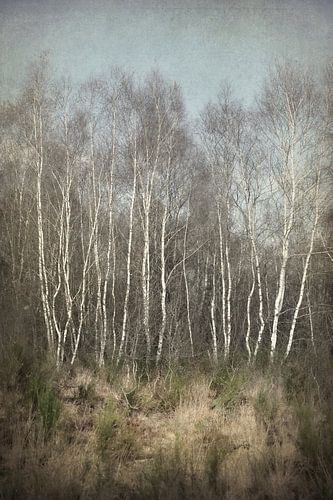 Silver Birch