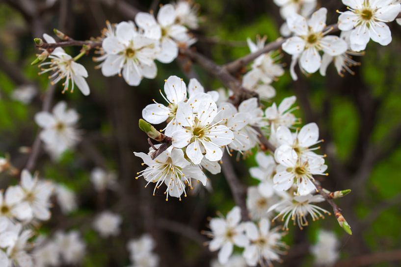 Kirschblüte von Roger Hagelstein