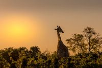 Golden hour in Botswana