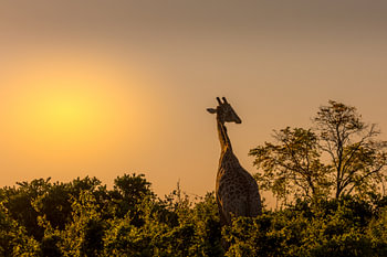 Golden hour in Botswana