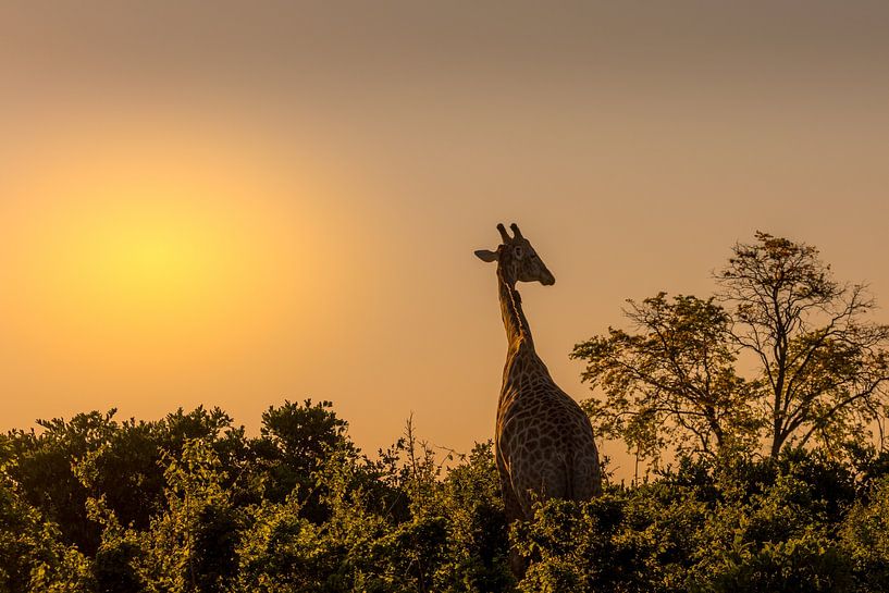 Golden hour in Botswana by Erik Verbeeck