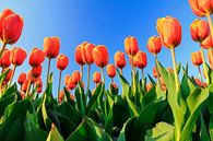 Orangefarbene Tulpen gegen einen blauen Himmel von Dennis van de Water Miniaturansicht