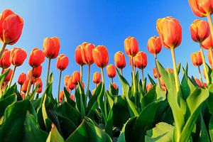 Orangefarbene Tulpen gegen einen blauen Himmel von Dennis van de Water